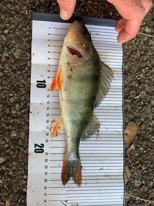 European Perch