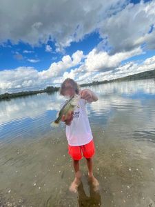 Largemouth Bass