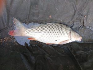 Common Carp