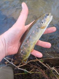 Brown Trout