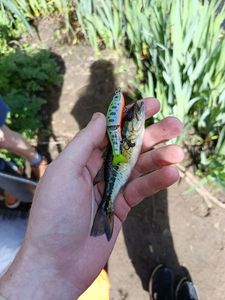 Largemouth Bass