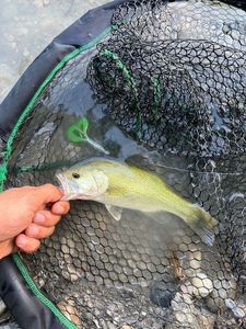 Largemouth Bass