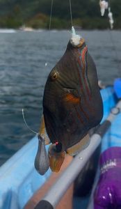 Triggerfish