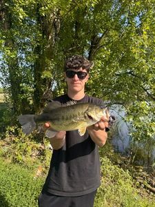 Largemouth Bass