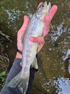 Brown Trout