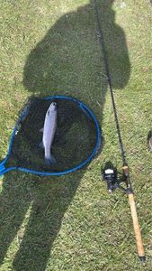 Rainbow Trout