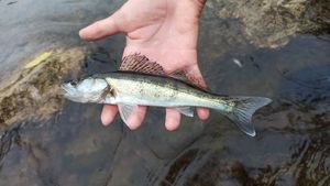 Zander