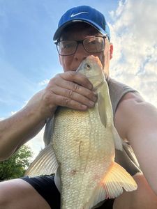 Common Bream