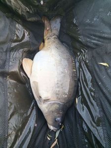 Mirror Carp