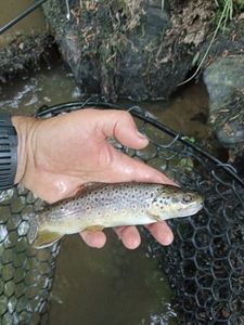 Brown Trout