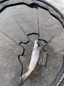 Rainbow Trout