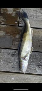 Zander