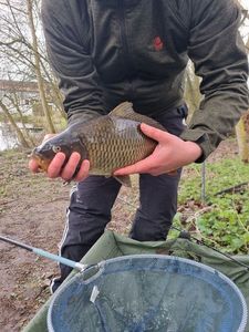 Common Carp