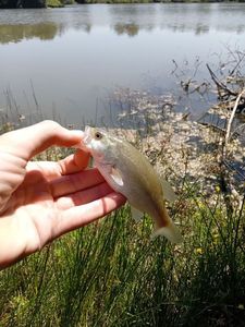Largemouth Bass