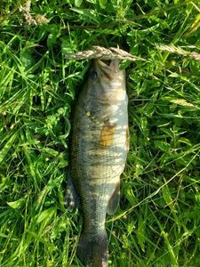 Largemouth Bass
