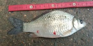 Crucian Carp