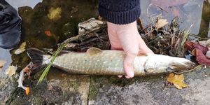 Northern Pike