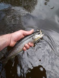 Brown Trout