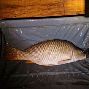 Common Carp