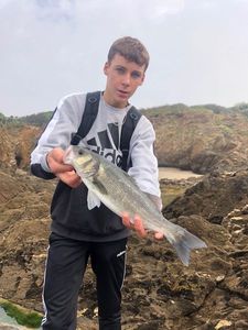 European Bass (Seabass)