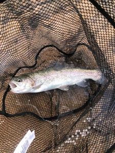 Rainbow Trout