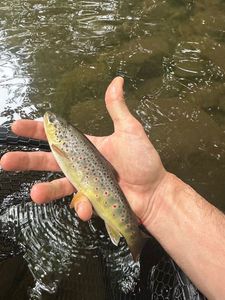 Brown Trout