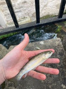 Brown Trout