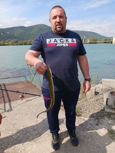 European Eel (Common Eel)