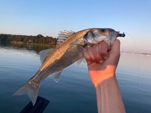 European Bass (Seabass)