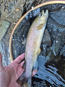 Brown Trout