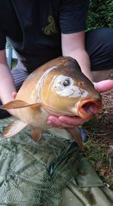 Mirror Carp
