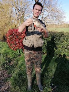 European Perch