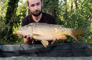Mirror Carp