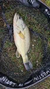 Largemouth Bass