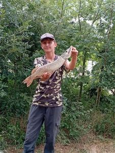 Northern Pike