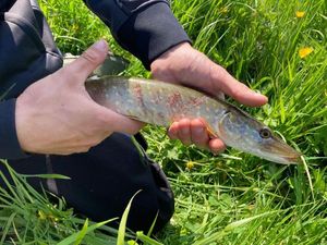 Northern Pike