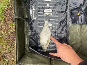 White bream