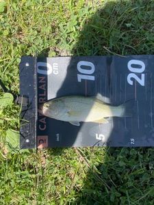 Smallmouth Bass