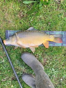 Mirror Carp