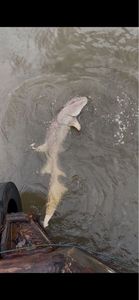 Nurse Shark