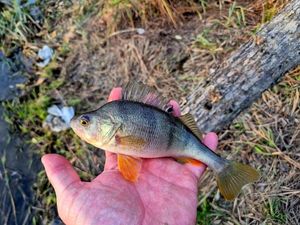 European Perch