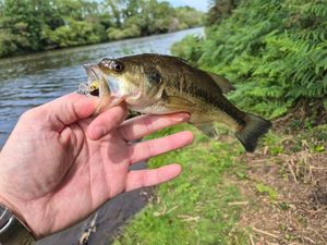 Largemouth Bass
