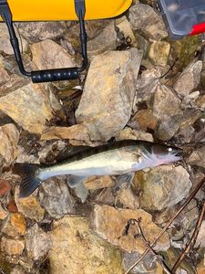 Zander