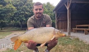Common Carp