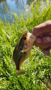 Largemouth Bass