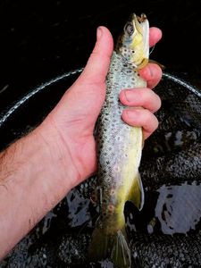 Cutthroat Trout