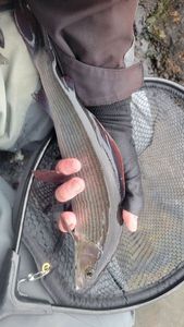Grayling