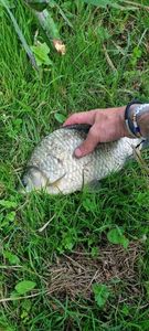 Crucian Carp