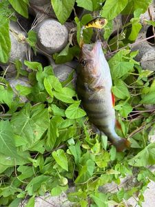European Perch