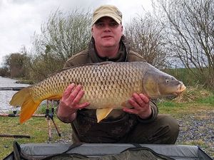 Carpe commune